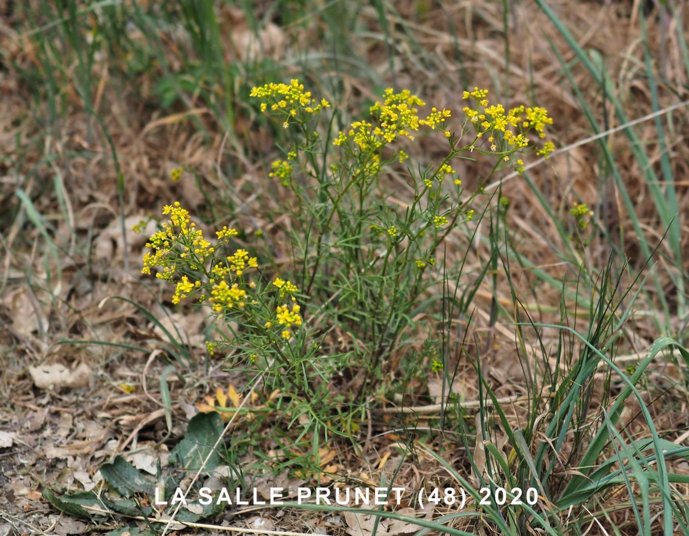 Yellow-cress, Pyrennean plant